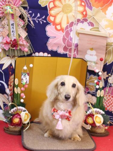 20240116きなこちゃん